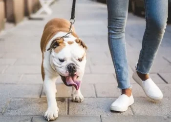 5 Reasons Why You Should Always Leash Your Dog