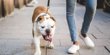 5 Reasons Why You Should Always Leash Your Dog