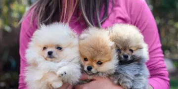 ‘Puppies For Sale?’ Consider Adoption Instead