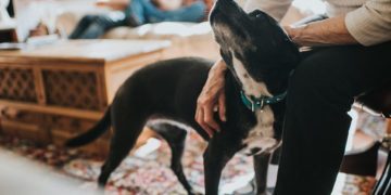 The 3-3-3 Rule for Bringing Home a Rescue Dog