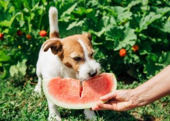 What Human Foods Are Good For Dogs?