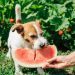 What Human Foods Are Good For Dogs?