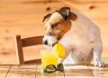 Can Dogs Drink Fruit Juices? Are Fruit Juices Safe For Dogs?