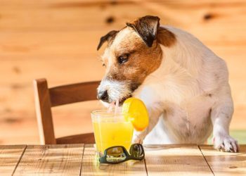 Can Dogs Drink Fruit Juices? Are Fruit Juices Safe For Dogs?