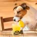 Can Dogs Drink Fruit Juices? Are Fruit Juices Safe For Dogs?