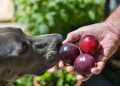 Can Dogs Eat Plums? Are Plums Safe For Dogs?