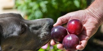 Can Dogs Eat Plums? Are Plums Safe For Dogs?