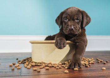 A Complete Guide to Dog Food and Nutrition