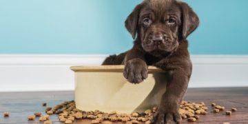 A Complete Guide to Dog Food and Nutrition