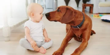 How to Introduce Your Dog to a New Baby
