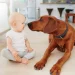 How to Introduce Your Dog to a New Baby