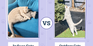 Indoor vs Outdoor Cats: Which Is Better? Dr Karyn’s Opinion