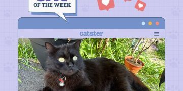 Catster Photo Contest: Cats of the Week Winners (May 1, 2025)