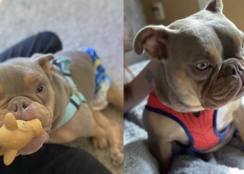 After Being Stood Up At The Shelter, A Rescue Dog With Spina Bifida Finds Love: Meet Jack & His Human, Elizabeth