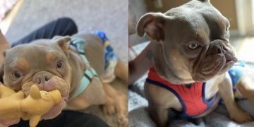 After Being Stood Up At The Shelter, A Rescue Dog With Spina Bifida Finds Love: Meet Jack & His Human, Elizabeth