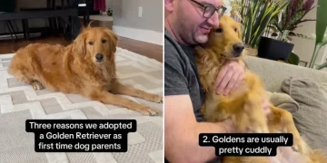 Video: First Time Dog Parents List Hilarious Reasons They Adopted Golden Retriever