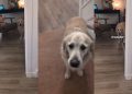 Video: Dog Is Dramatic After Owner Accidentally Steps on Toe
