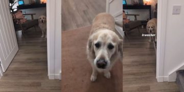 Video: Dog Is Dramatic After Owner Accidentally Steps on Toe