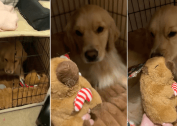 Video: Golden Retriever Finds Christmas Gift Early & Does This