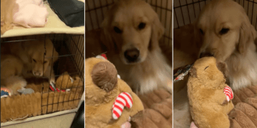 Video: Golden Retriever Finds Christmas Gift Early & Does This