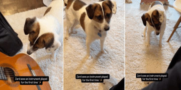 This Video of a Rescue Puppy Exploring the World Will Brighten Your Feed