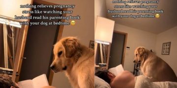 Video: Golden Retriever Joins Dad to Read a Book for Pregnant Mom