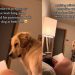 Video: Golden Retriever Joins Dad to Read a Book for Pregnant Mom