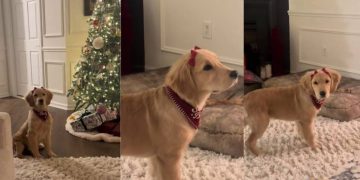 Video: This Golden Retriever Puppy With Bows Will Make Your Day