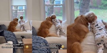 Goldetriever & Little Boy Share Sweet Moment Gazing Out the Window