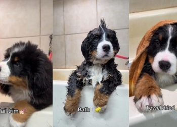 Bernese Mountain Dog Puppy Is Cutest During Grooming Session