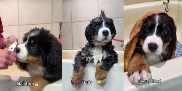 Bernese Mountain Dog Puppy Is Cutest During Grooming Session